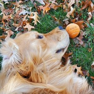 Meet your Posher, Benjamin